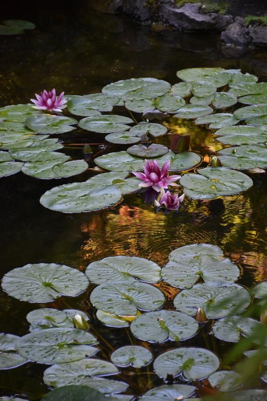 Des fleurs sur un étang du parc