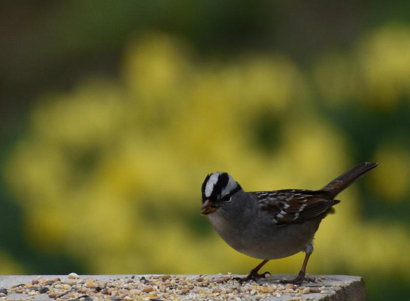 Un oiseau à la mangeoire au printemps