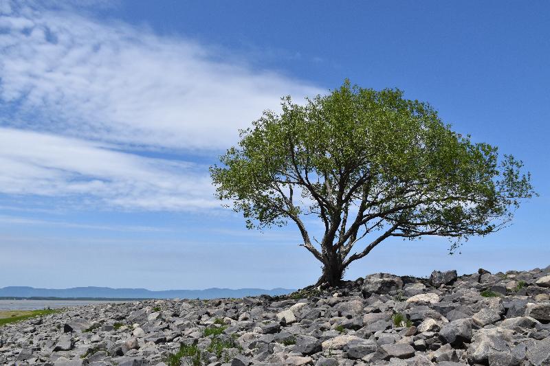 Un arbre seul en bordure du fleuve