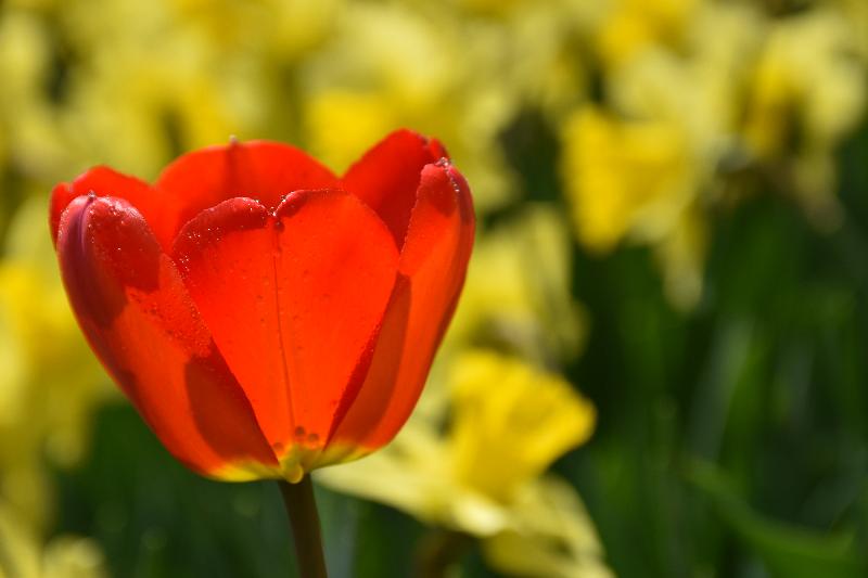 Une tulipe au jardin