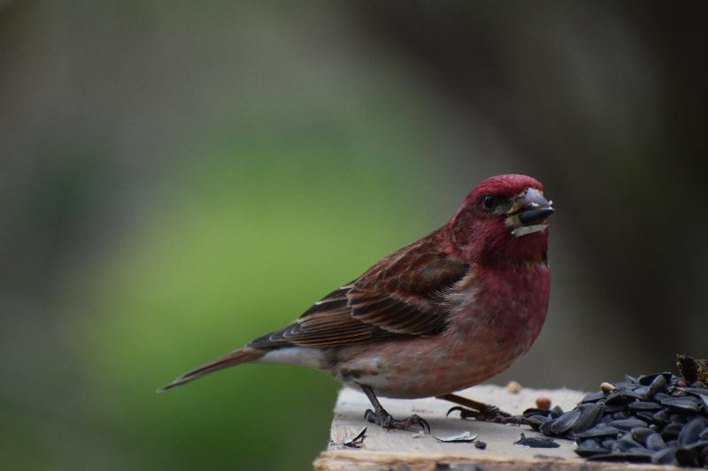 Un oiseau roselin à la mangeoire