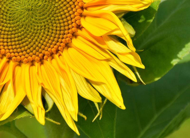 Une fleur tournesol au jardin