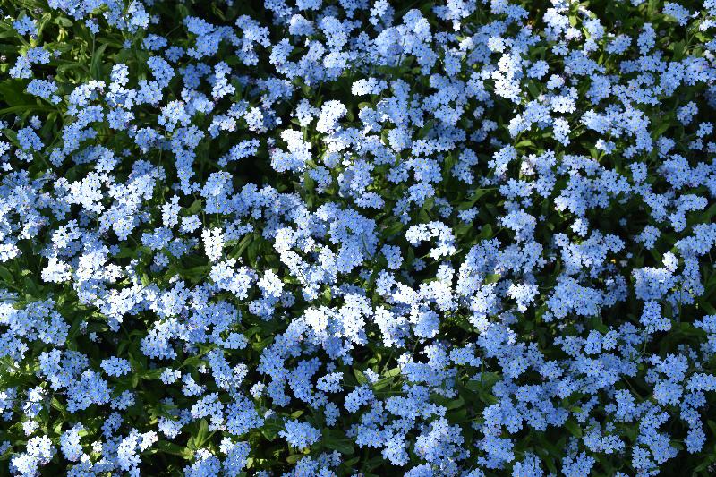 Des fleurs myosotis au jardin