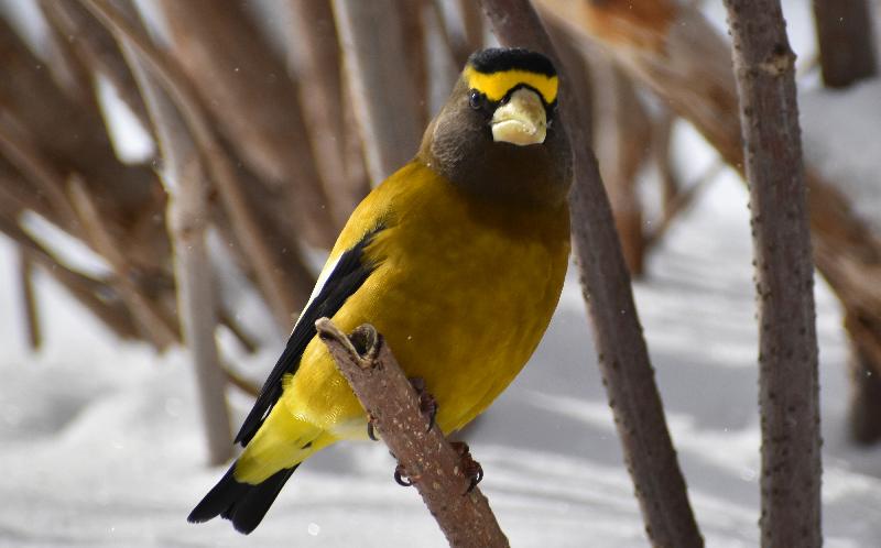 Un oiseau gros bec errant en hiver