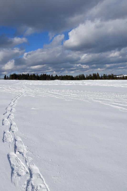 Des traces de raquettes dans un champ