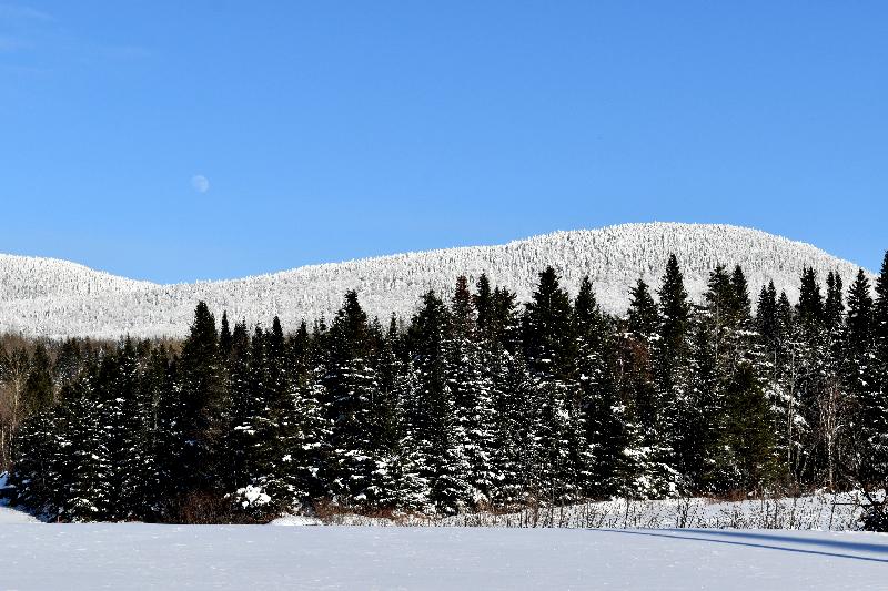 Une forêt givrée après la tempête