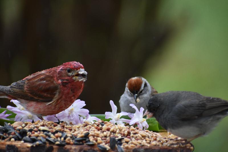 Des oiseaux à la mangeoire du jardin