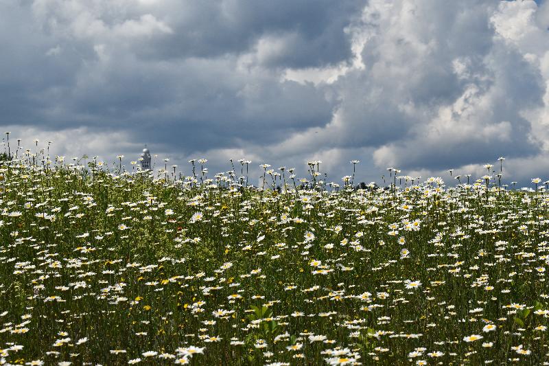 Un champ de fleurs sauvages