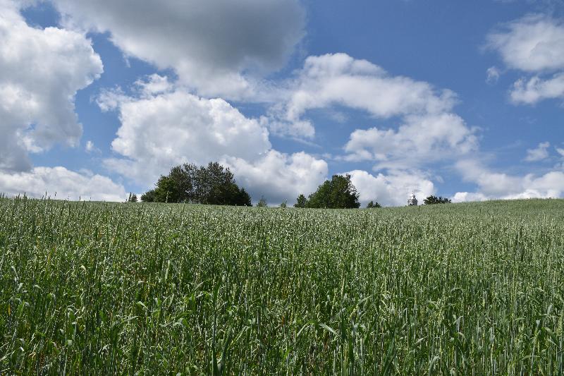 Un champ d'avoine en été