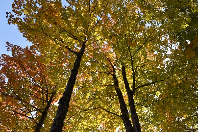 Des érables en automne