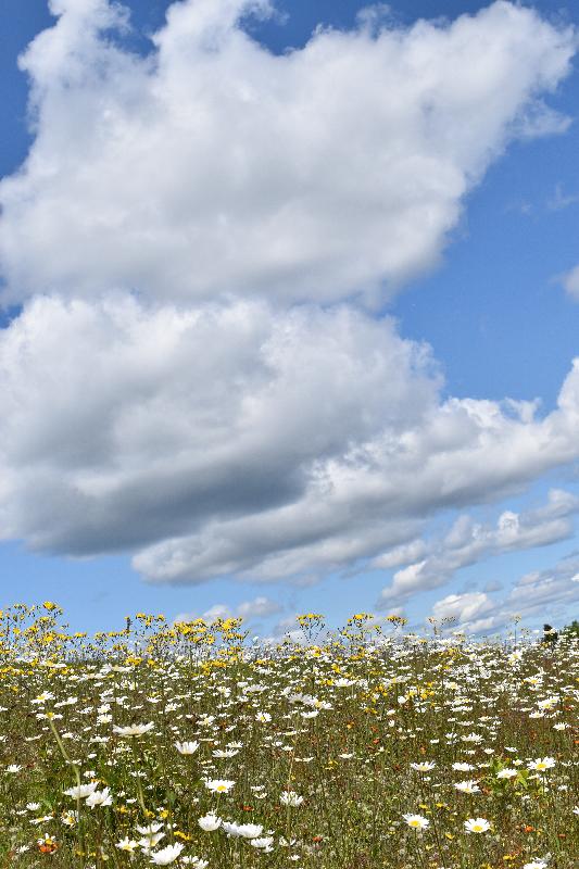 Un champ de fleurs sauvages