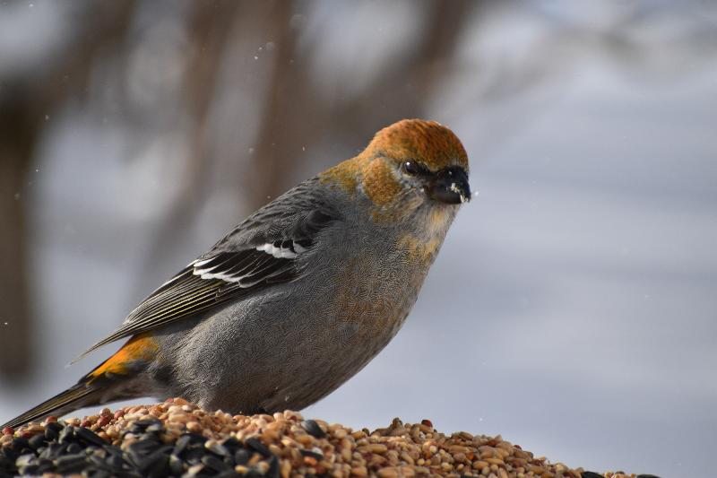 Un oiseau à la mangeoire du jardin