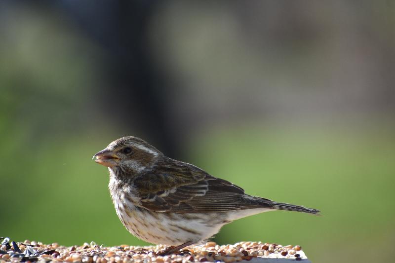 Un oiseau à la mangeoire