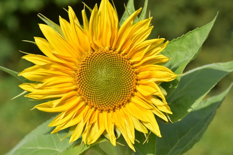 Une fleur de tournesol au jardin