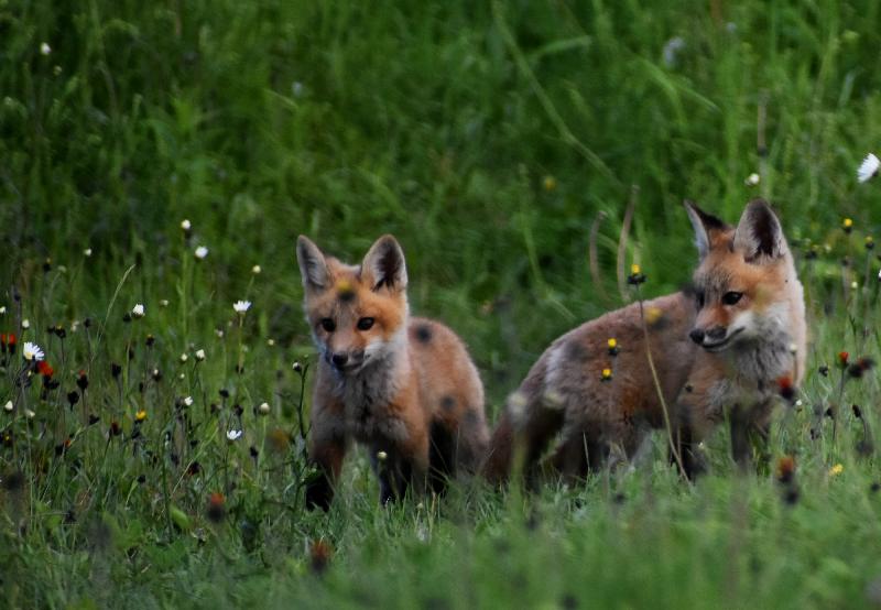 Des renardeaux au printemps