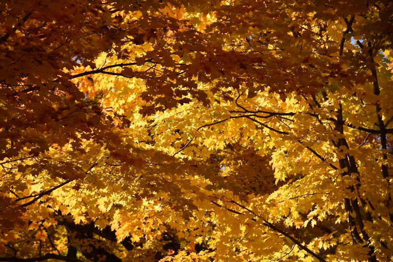 Feuillage d'érables en automne