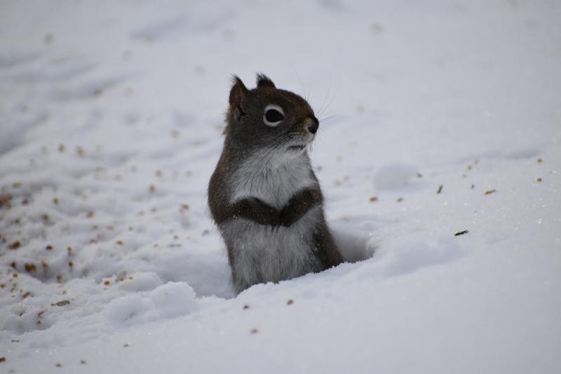 Un écureuil roux en hiver