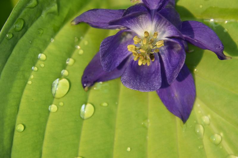 Une fleur au jardin après la pluie