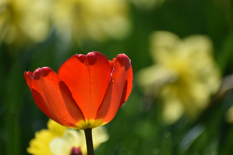 Une première tulipe au jardin