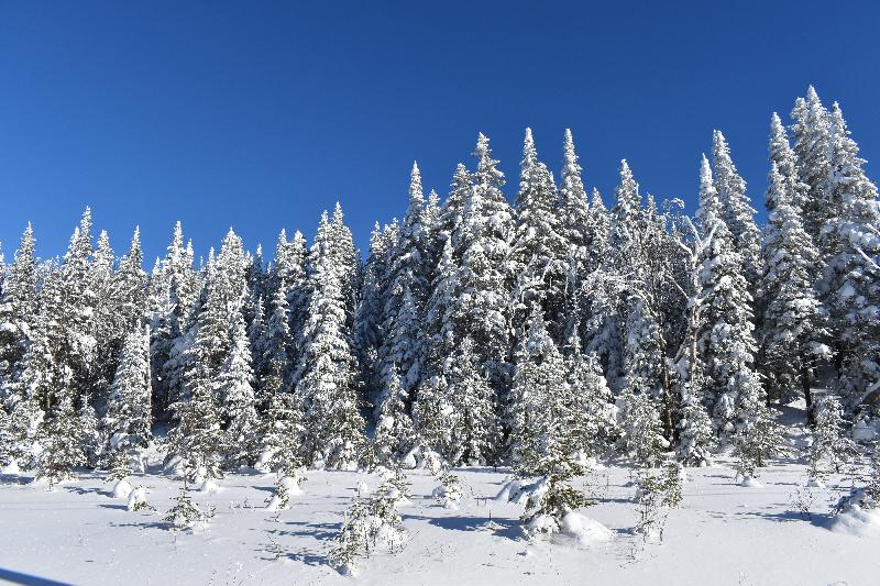 Une forêt enneigée, sous un ciel bleu