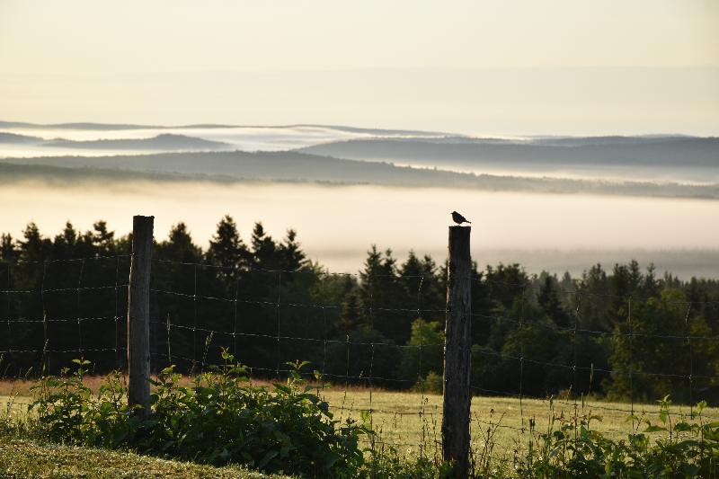 Un brouillard un matin d'automne