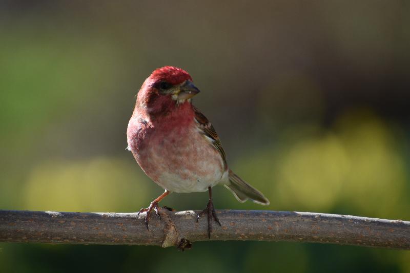 Un roselin au jardin