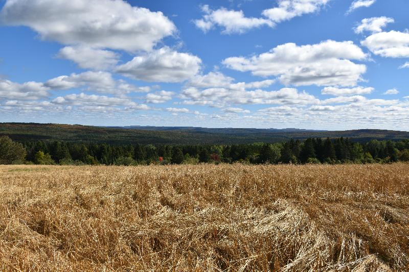 Un champ d'avoine en automne