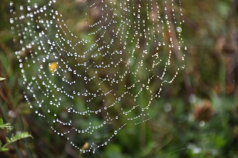 Une toile d'araignée au jardin