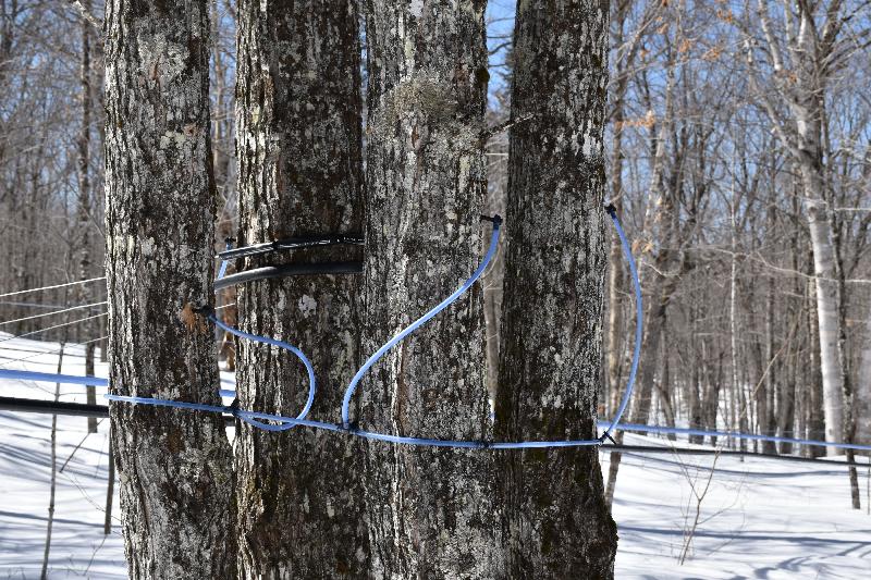 Une érablière au printemps