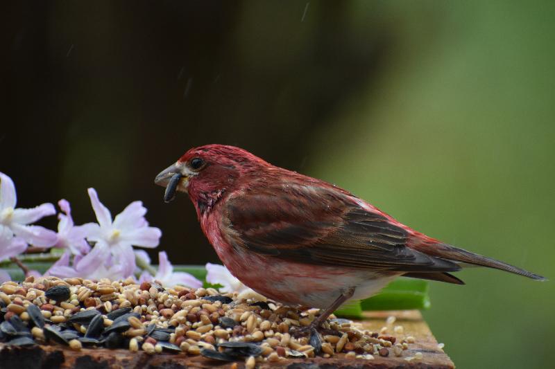 Un roselin à la mangeoire du jardin