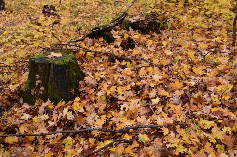 Une érablière à l'automne