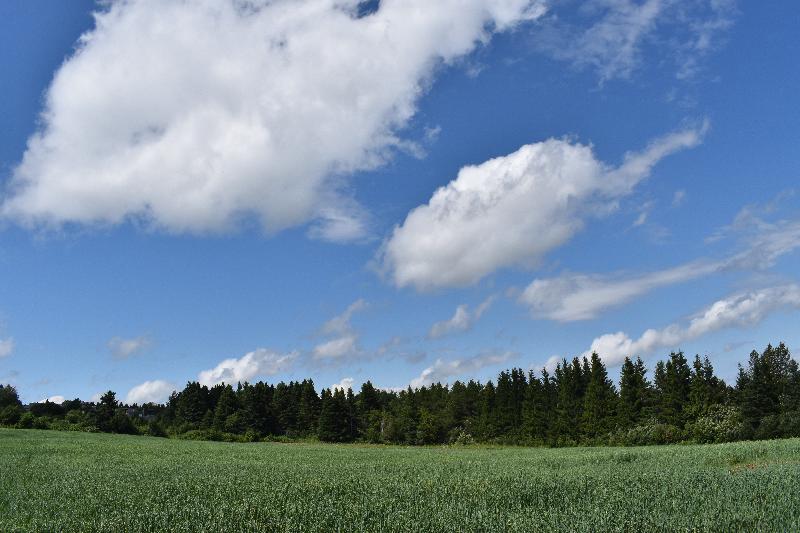 Un champ d'avoine en été