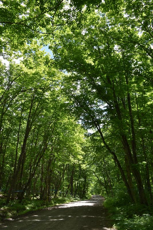 Une route de campagne en été