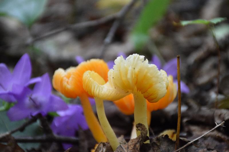 Des champignons en forêt