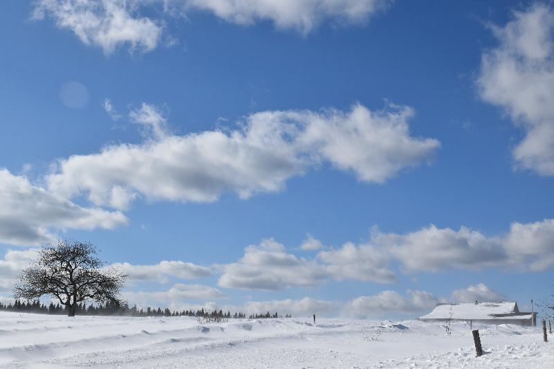 Un pommier dans un champ en hiver