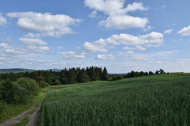 Un champ d'avoine en été