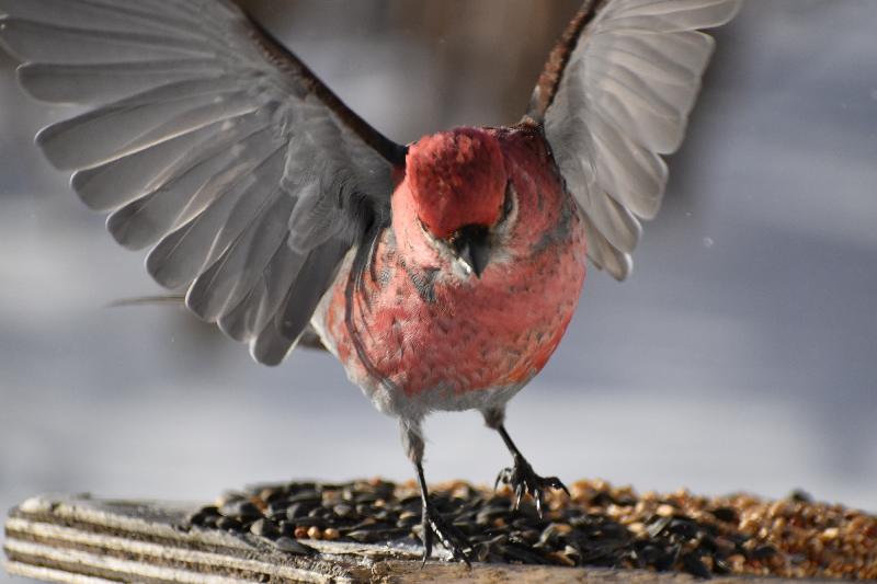 Un oiseau durbec à la mangeoire