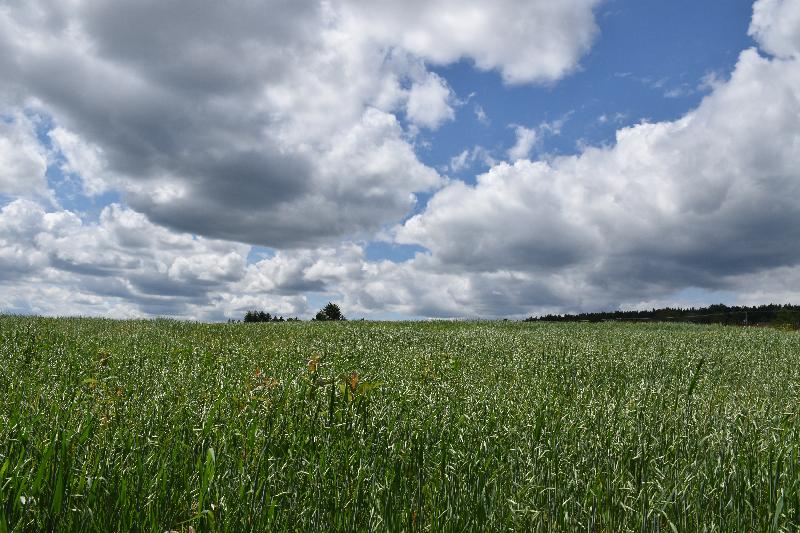 Un champ d'avoine en été