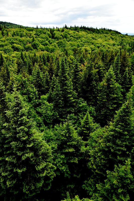 Une forêt de résineux en été