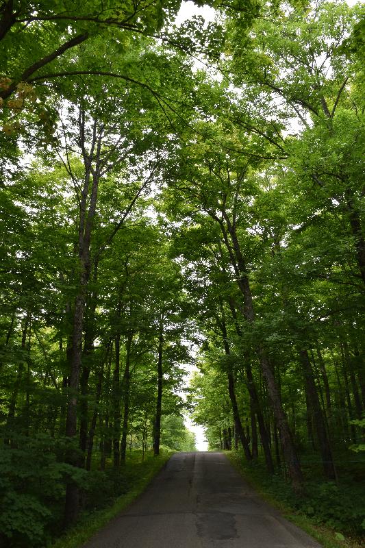 Un sentier dans une érablière