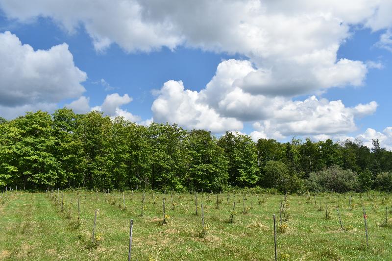 Une érablière en été