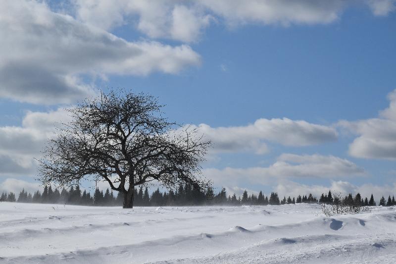 Un pommier dans un champ en hiver