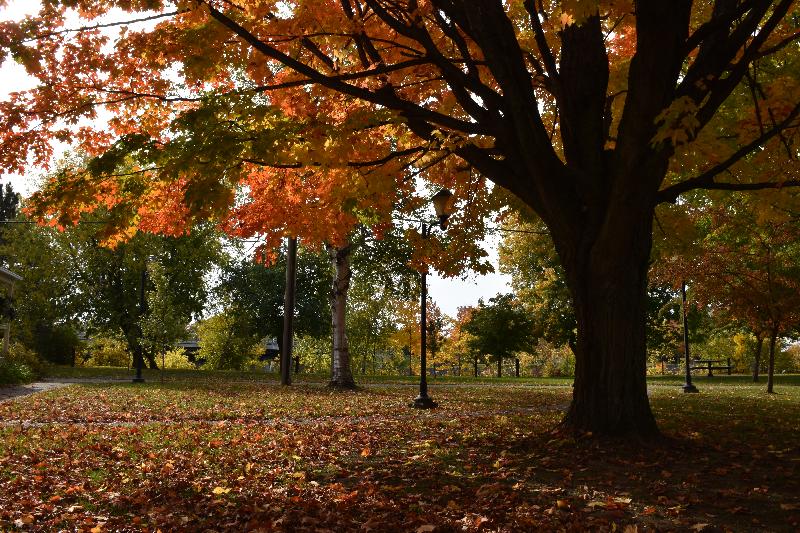 Un arbre au parc en automne