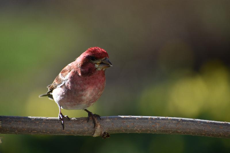 Un roselin au jardin au printemps