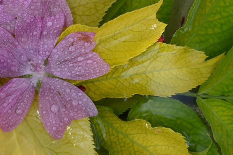 Une fleur mauve sauvage au jardin