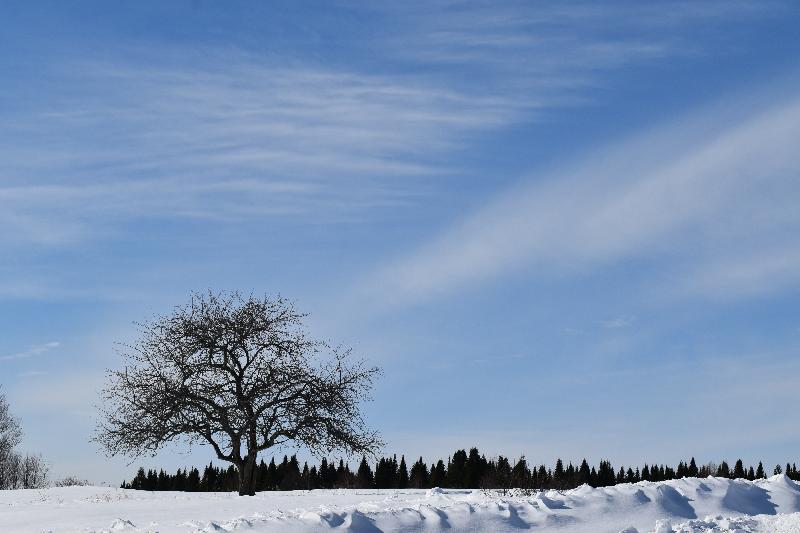 Un pommier dans un champ en hiver