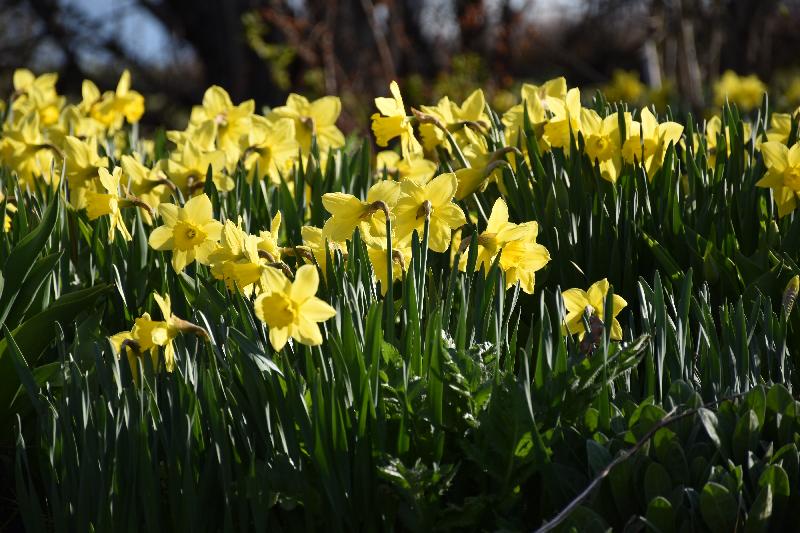 Les premières jonquilles au jardin