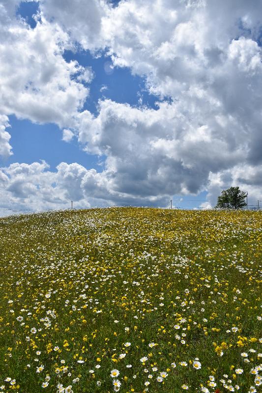 Un champ de fleurs sauvages