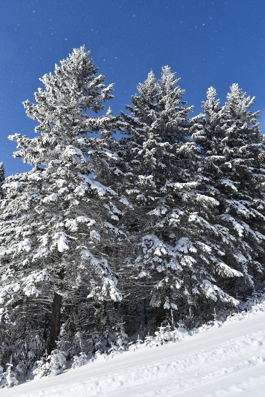 Des arbres enneigés après la tempête