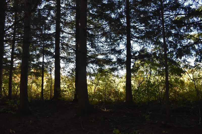 Une forêt de résineux en été